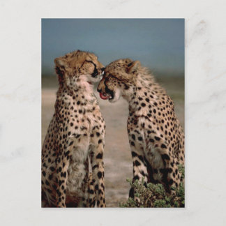 Cheetahs Vykort