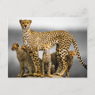 Cheetahs Vykort