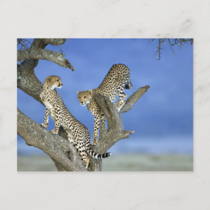 Cheetahs Vykort