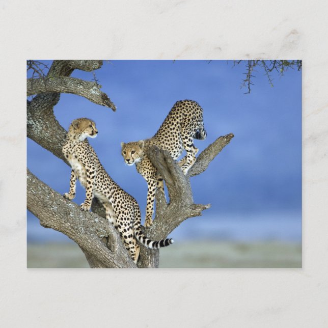 Cheetahs Vykort (Framsida)