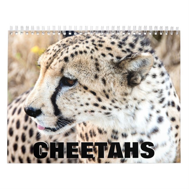 Cheetahs Wall Calendar Kalender (Omslag)