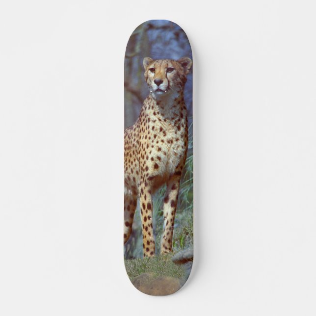 CheetahSkateboard Skateboard Bräda 20 Cm (Framsida)