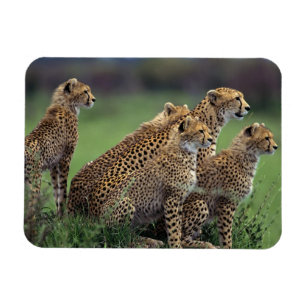 Cheetahsmagnet Magnet