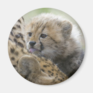 Cheetahunge med mamman magnet