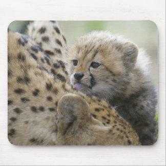 Cheetahunge med mamman musmatta