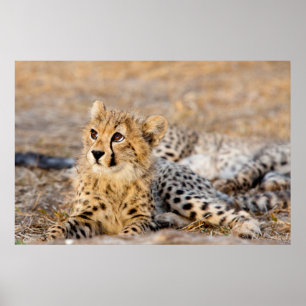 Cheetahunge Poster