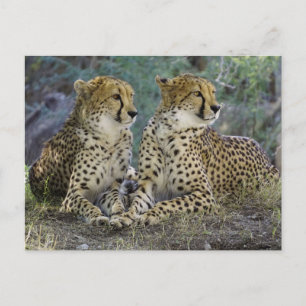 Cheetas Vykort