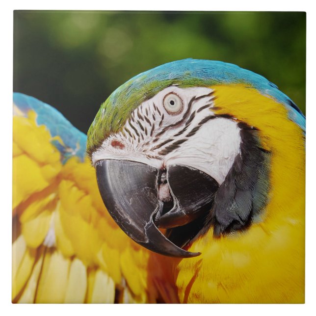 Chef för Blue and Gult Macaw Kakelplatta (Framsidan)