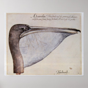 Chef för Brown Pelican Poster