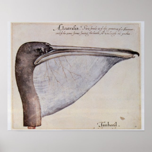 Chef för Brown Pelican Poster (Framsidan)