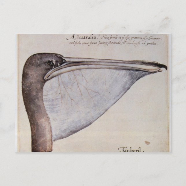 Chef för Brown Pelican Vykort (Framsida)