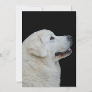 Chef för den polske Tatra Sheepdog på kortet Tack Kort