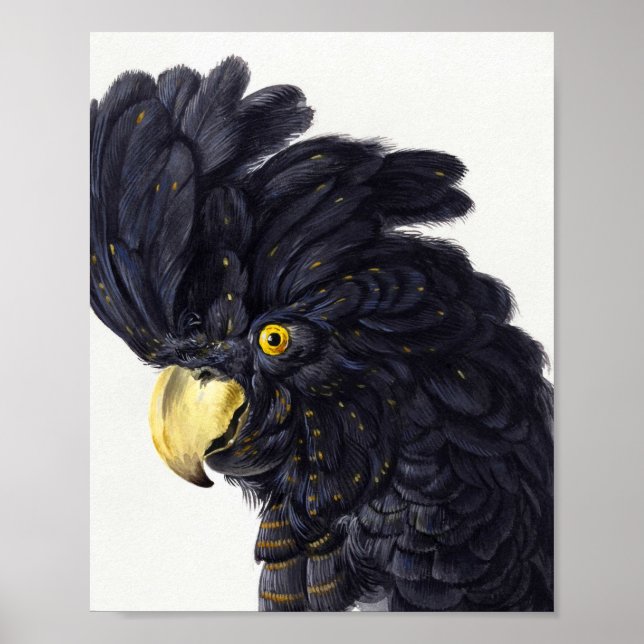 Chef för en Cockatoo av Aert Schouman Poster (Framsidan)