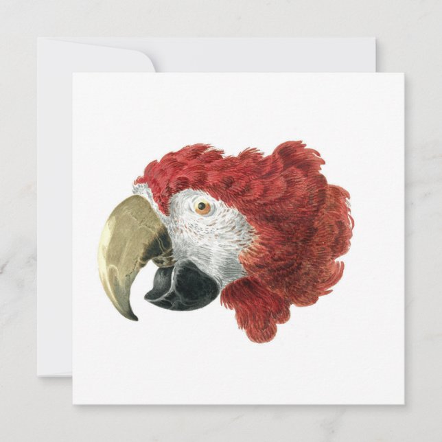 Chef för en Macaw (1725-1792) Aert Schouman (Framsida)