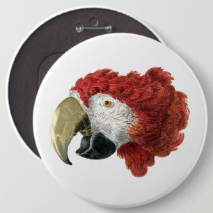 Chef för en Macaw (1725-1792) Aert Schouman Knapp
