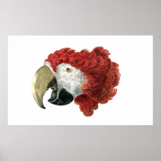 Chef för en Macaw (1725-1792) Aert Schouman Poster