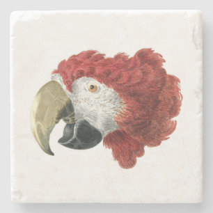 Chef för en Macaw (1725-1792) Aert Schouman Stenunderlägg