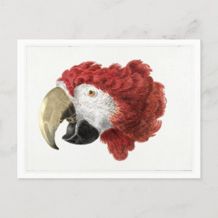 Chef för en Macaw Illustration Vintage Postcard Vykort