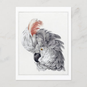 Chef för en Vintage för illustration av vitsockato Vykort