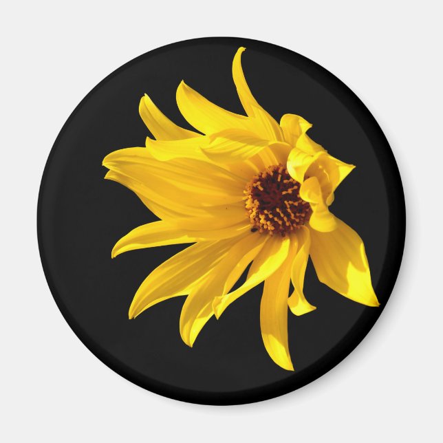 Chef för gult daisy Helenium Magnet (Framsidan)