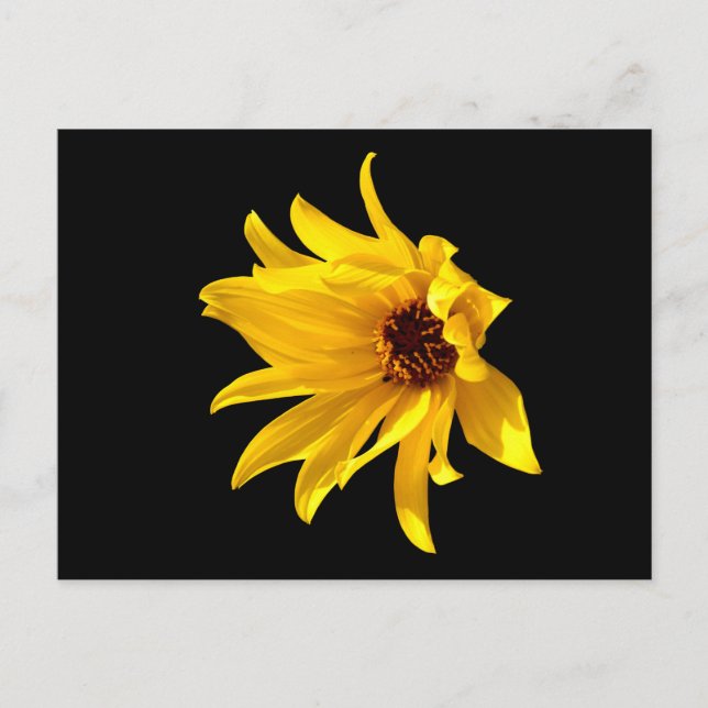 Chef för gult daisy Helenium Postcard Vykort (Framsida)