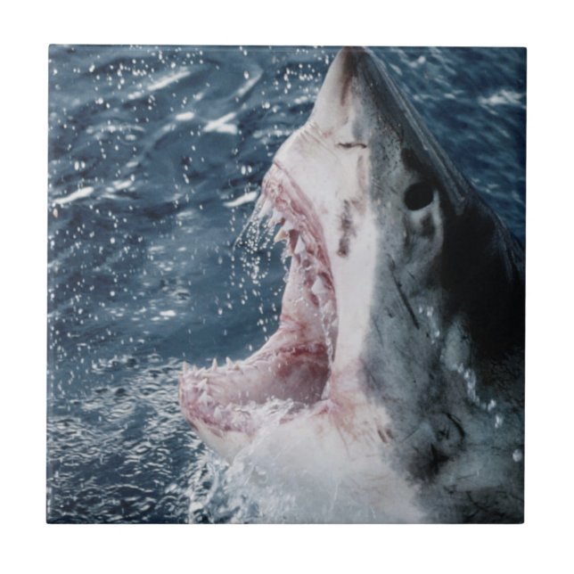 Chef för Underbara vithaj Kakelplatta (Framsidan)