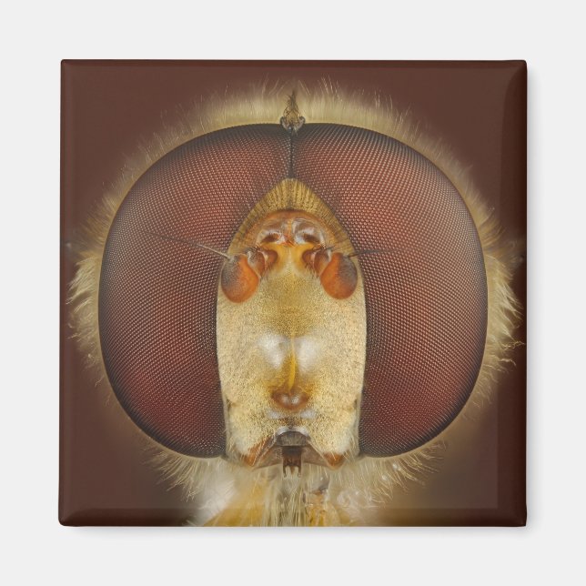 Chef och Ögon i ett Hover Fly Magnet (Framsidan)