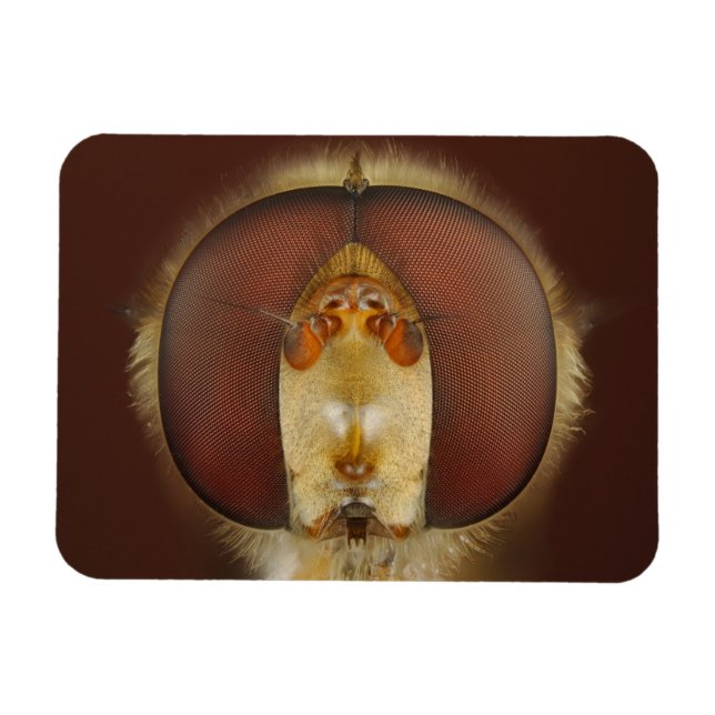 Chef och Ögon i ett Hover Fly Magnet (Horisontell)