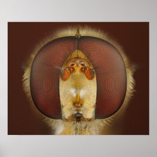 Chef och Ögon i ett Hover Fly Poster