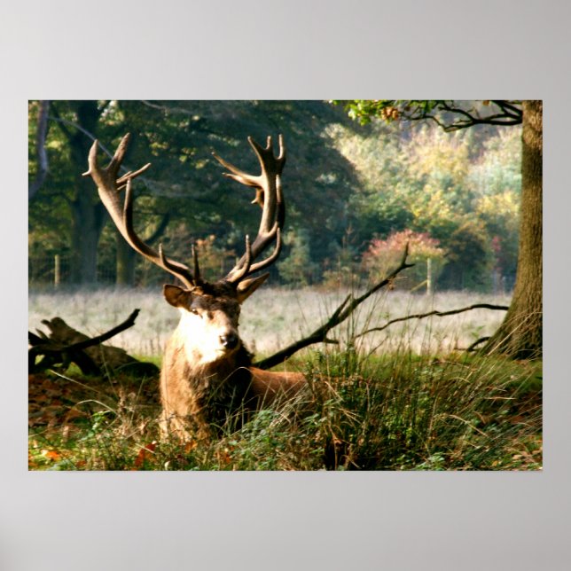 Chef Poster (Framsidan)