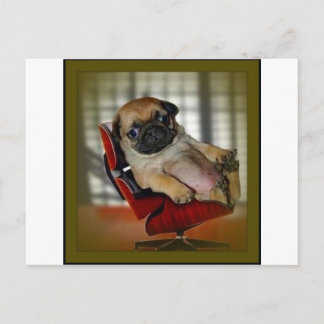 Chef Pug! Vykort