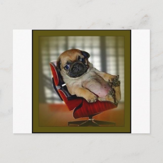 Chef Pug! Vykort (Framsida)