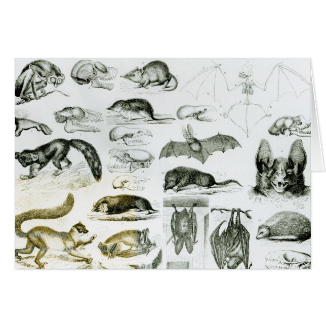 Cheiroptera Insectivora Hälsningskort (Framsidan Horizontal)