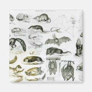 Cheiroptera Insectivora Magnet