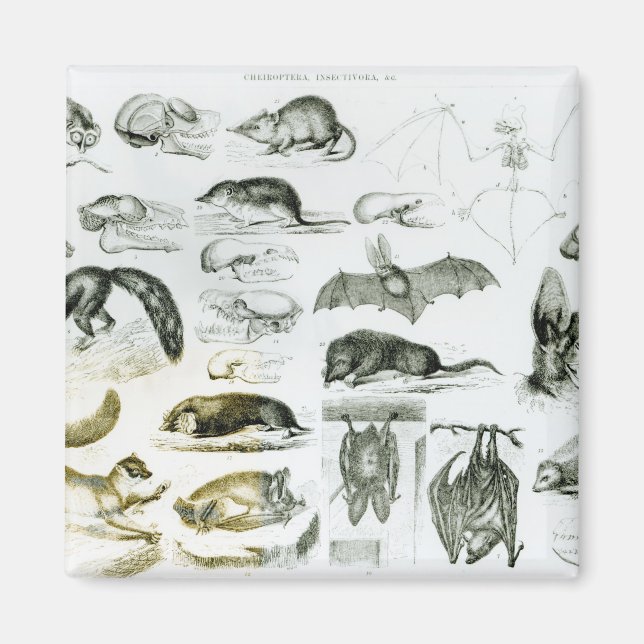 Cheiroptera, Insectivora Magnet (Framsidan)