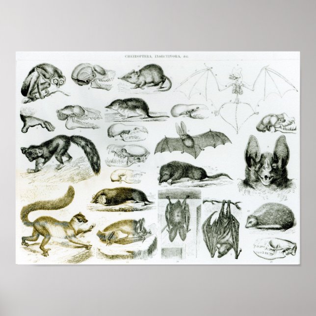 Cheiroptera, Insectivora Poster (Framsidan)