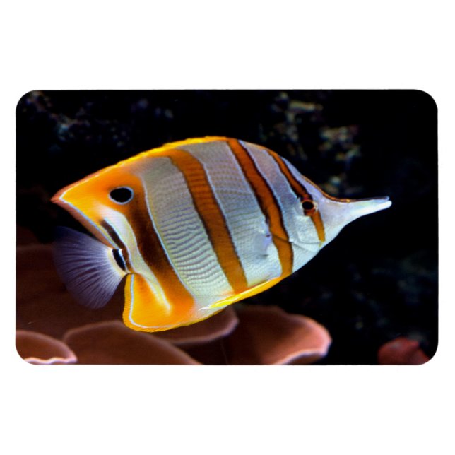 Chelmon rostratus magnet (Horisontell)