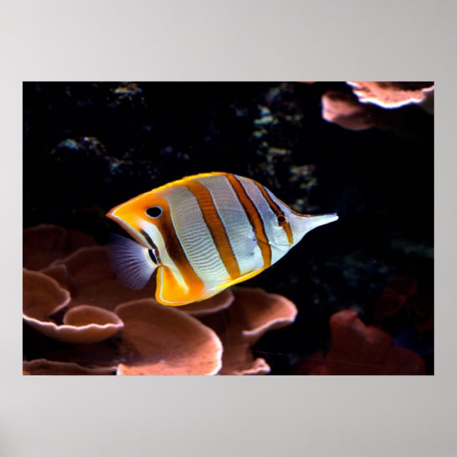 Chelmon rostratus poster (Framsidan)