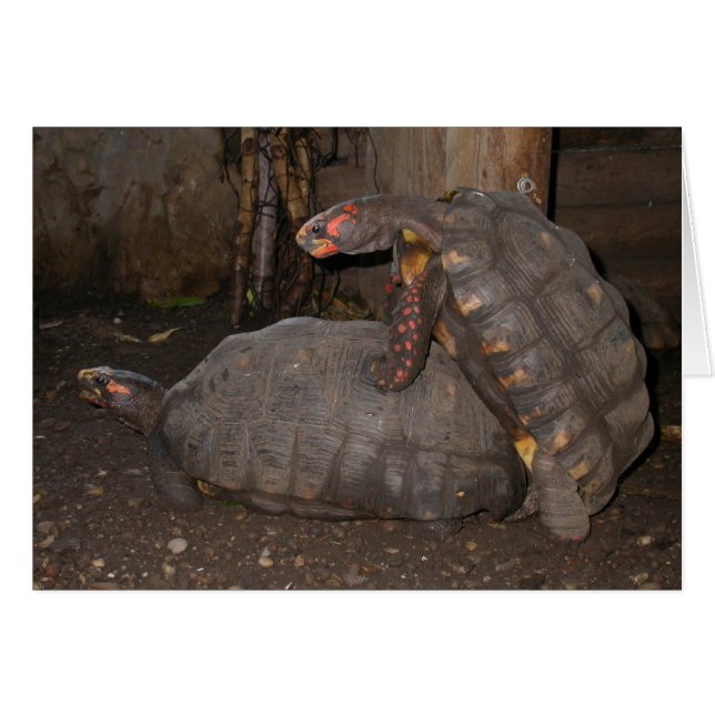 Chelonoidis carbonaria hälsningskort (Framsidan Horizontal)