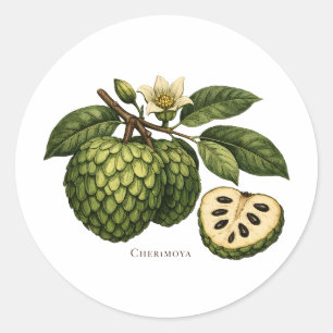 Cherimoya Frukt Gren Botanisk Illustration Runt Klistermärke