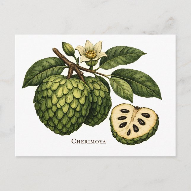 Cherimoya frukt gren botanisk illustration  vykort (Framsida)
