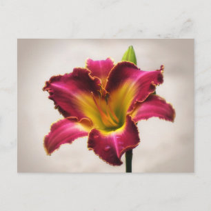 Cherokee Heritage Daylily Vykort