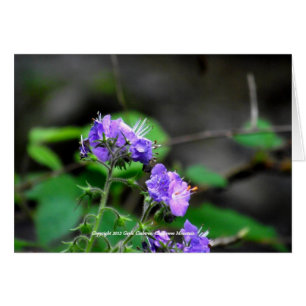 Cherokee National Forest blommor OBS Kort