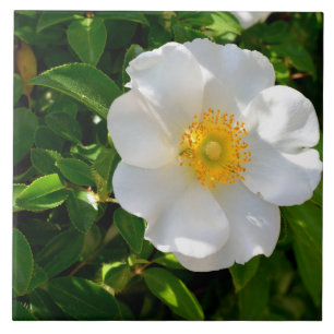 Cherokee Ro Flower Kakelplatta