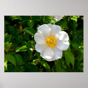 Cherokee Ro Flower Poster