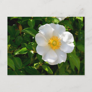 Cherokee Rosblomma Vykort