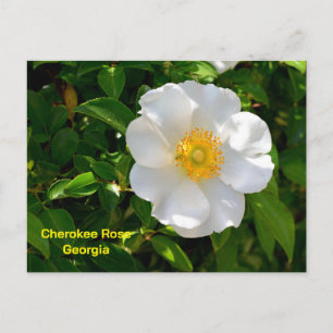 Cherokee Rose Georgias delstatblomma Vykort