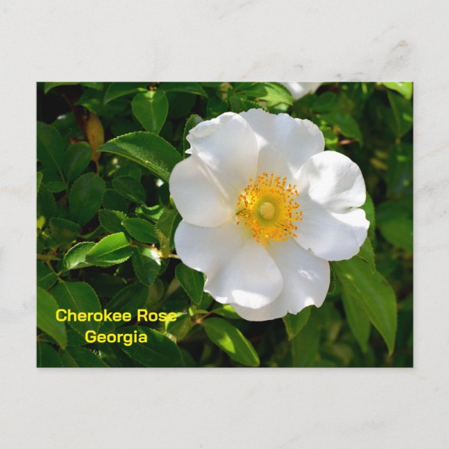 Cherokee Rose Georgias delstatblomma Vykort (Framsida)