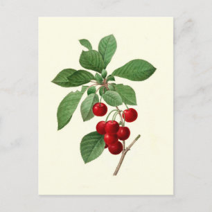 Cherries av Pierre-Joseph Redouté Vykort