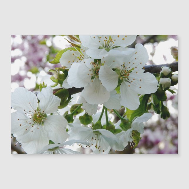Cherry Blommar (Framsida)